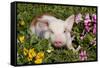 Spotted Piglet in Grass, Pink Petunias, and Yellow Pansies, Dekalb, Illinois, USA-Lynn M^ Stone-Framed Stretched Canvas