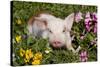 Spotted Piglet in Grass, Pink Petunias, and Yellow Pansies, Dekalb, Illinois, USA-Lynn M^ Stone-Stretched Canvas