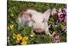 Spotted Piglet in Grass, Pink Petunias, and Yellow Pansies, Dekalb, Illinois, USA-Lynn M^ Stone-Stretched Canvas