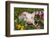 Spotted Piglet in Grass, Pink Petunias, and Yellow Pansies, Dekalb, Illinois, USA-Lynn M^ Stone-Framed Photographic Print