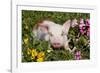 Spotted Piglet in Grass, Pink Petunias, and Yellow Pansies, Dekalb, Illinois, USA-Lynn M^ Stone-Framed Photographic Print