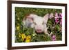 Spotted Piglet in Grass, Pink Petunias, and Yellow Pansies, Dekalb, Illinois, USA-Lynn M^ Stone-Framed Photographic Print