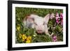 Spotted Piglet in Grass, Pink Petunias, and Yellow Pansies, Dekalb, Illinois, USA-Lynn M^ Stone-Framed Photographic Print