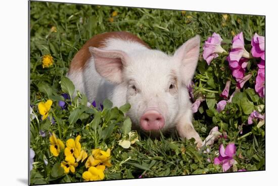 Spotted Piglet in Grass, Pink Petunias, and Yellow Pansies, Dekalb, Illinois, USA-Lynn M^ Stone-Mounted Photographic Print