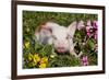 Spotted Piglet in Grass, Pink Petunias, and Yellow Pansies, Dekalb, Illinois, USA-Lynn M^ Stone-Framed Photographic Print