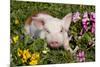 Spotted Piglet in Grass, Pink Petunias, and Yellow Pansies, Dekalb, Illinois, USA-Lynn M^ Stone-Mounted Photographic Print