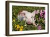 Spotted Piglet in Grass, Pink Petunias, and Yellow Pansies, Dekalb, Illinois, USA-Lynn M^ Stone-Framed Photographic Print