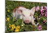 Spotted Piglet in Grass, Pink Petunias, and Yellow Pansies, Dekalb, Illinois, USA-Lynn M^ Stone-Mounted Photographic Print