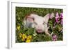 Spotted Piglet in Grass, Pink Petunias, and Yellow Pansies, Dekalb, Illinois, USA-Lynn M^ Stone-Framed Photographic Print