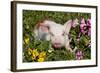 Spotted Piglet in Grass, Pink Petunias, and Yellow Pansies, Dekalb, Illinois, USA-Lynn M^ Stone-Framed Photographic Print