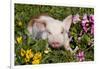 Spotted Piglet in Grass, Pink Petunias, and Yellow Pansies, Dekalb, Illinois, USA-Lynn M^ Stone-Framed Photographic Print
