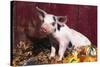 Spotted Piglet Sitting Among Oak Leaves and Autumn Gourds by Red Barn, Freeport, Illinois, USA-Lynn M^ Stone-Stretched Canvas