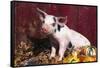Spotted Piglet Sitting Among Oak Leaves and Autumn Gourds by Red Barn, Freeport, Illinois, USA-Lynn M^ Stone-Framed Stretched Canvas