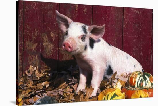 Spotted Piglet Sitting Among Oak Leaves and Autumn Gourds by Red Barn, Freeport, Illinois, USA-Lynn M^ Stone-Stretched Canvas