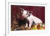 Spotted Piglet Sitting Among Oak Leaves and Autumn Gourds by Red Barn, Freeport, Illinois, USA-Lynn M^ Stone-Framed Photographic Print