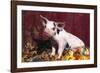 Spotted Piglet Sitting Among Oak Leaves and Autumn Gourds by Red Barn, Freeport, Illinois, USA-Lynn M^ Stone-Framed Photographic Print