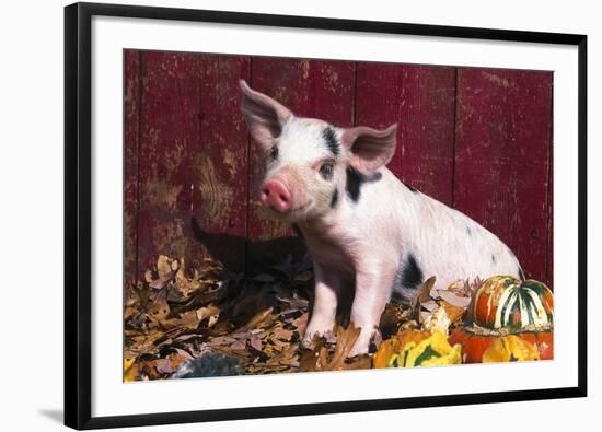 Spotted Piglet Sitting Among Oak Leaves and Autumn Gourds by Red Barn, Freeport, Illinois, USA-Lynn M^ Stone-Framed Photographic Print