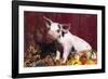 Spotted Piglet Sitting Among Oak Leaves and Autumn Gourds by Red Barn, Freeport, Illinois, USA-Lynn M^ Stone-Framed Photographic Print