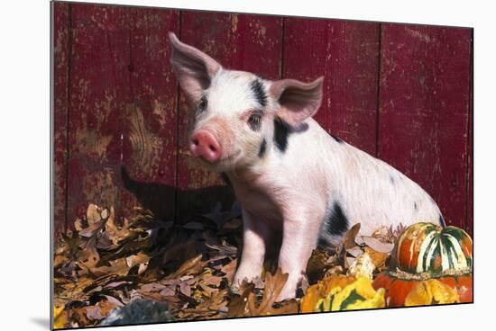 Spotted Piglet Sitting Among Oak Leaves and Autumn Gourds by Red Barn, Freeport, Illinois, USA-Lynn M^ Stone-Mounted Photographic Print