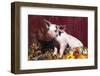 Spotted Piglet Sitting Among Oak Leaves and Autumn Gourds by Red Barn, Freeport, Illinois, USA-Lynn M^ Stone-Framed Photographic Print