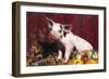 Spotted Piglet Sitting Among Oak Leaves and Autumn Gourds by Red Barn, Freeport, Illinois, USA-Lynn M^ Stone-Framed Photographic Print