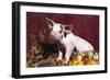 Spotted Piglet Sitting Among Oak Leaves and Autumn Gourds by Red Barn, Freeport, Illinois, USA-Lynn M^ Stone-Framed Photographic Print