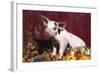 Spotted Piglet Sitting Among Oak Leaves and Autumn Gourds by Red Barn, Freeport, Illinois, USA-Lynn M^ Stone-Framed Photographic Print