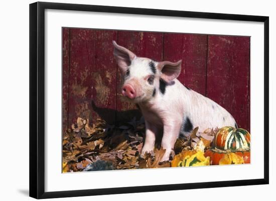 Spotted Piglet Sitting Among Oak Leaves and Autumn Gourds by Red Barn, Freeport, Illinois, USA-Lynn M^ Stone-Framed Photographic Print