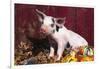 Spotted Piglet Sitting Among Oak Leaves and Autumn Gourds by Red Barn, Freeport, Illinois, USA-Lynn M^ Stone-Framed Photographic Print