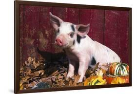 Spotted Piglet Sitting Among Oak Leaves and Autumn Gourds by Red Barn, Freeport, Illinois, USA-Lynn M^ Stone-Framed Photographic Print