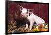 Spotted Piglet Sitting Among Oak Leaves and Autumn Gourds by Red Barn, Freeport, Illinois, USA-Lynn M^ Stone-Framed Photographic Print