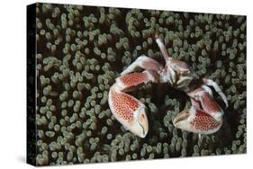 Spotted Porcelain Crab in Anemone, Gorontalo, Sulawesi Indonesia-null-Stretched Canvas