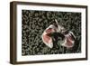 Spotted Porcelain Crab in Anemone, Gorontalo, Sulawesi Indonesia-null-Framed Photographic Print