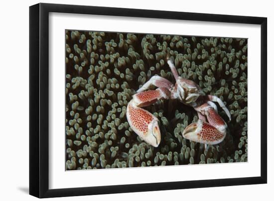 Spotted Porcelain Crab in Anemone, Gorontalo, Sulawesi Indonesia-null-Framed Photographic Print