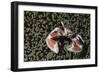 Spotted Porcelain Crab in Anemone, Gorontalo, Sulawesi Indonesia-null-Framed Photographic Print