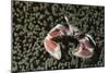 Spotted Porcelain Crab in Anemone, Gorontalo, Sulawesi Indonesia-null-Mounted Photographic Print