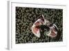 Spotted Porcelain Crab in Anemone, Gorontalo, Sulawesi Indonesia-null-Framed Photographic Print