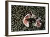 Spotted Porcelain Crab in Anemone, Gorontalo, Sulawesi Indonesia-null-Framed Photographic Print