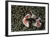 Spotted Porcelain Crab in Anemone, Gorontalo, Sulawesi Indonesia-null-Framed Photographic Print