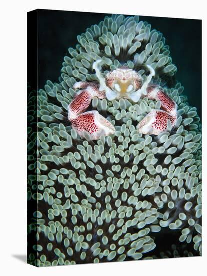 Spotted Porcelain Crab in Anemone, Gorontalo, Sulawesi Indonesia-null-Stretched Canvas