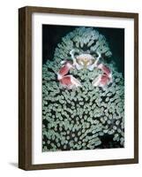 Spotted Porcelain Crab in Anemone, Gorontalo, Sulawesi Indonesia-null-Framed Photographic Print