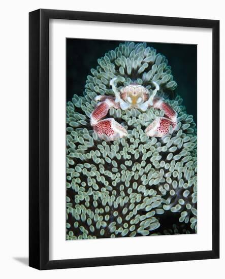 Spotted Porcelain Crab in Anemone, Gorontalo, Sulawesi Indonesia-null-Framed Photographic Print