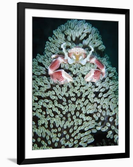 Spotted Porcelain Crab in Anemone, Gorontalo, Sulawesi Indonesia-null-Framed Photographic Print