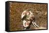 Spotted Porcelain Crab-Hal Beral-Framed Stretched Canvas