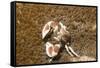 Spotted Porcelain Crab-Hal Beral-Framed Stretched Canvas