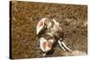 Spotted Porcelain Crab-Hal Beral-Stretched Canvas