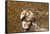 Spotted Porcelain Crab-Hal Beral-Framed Stretched Canvas