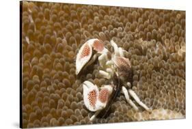 Spotted Porcelain Crab-Hal Beral-Stretched Canvas