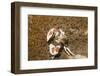 Spotted Porcelain Crab-Hal Beral-Framed Photographic Print