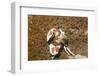 Spotted Porcelain Crab-Hal Beral-Framed Photographic Print